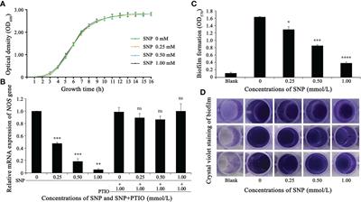 The nitric oxide synthase gene negatively regulates biofilm formation in Staphylococcus epidermidis